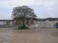  arbre esseulé au milieu d'un terrain vague